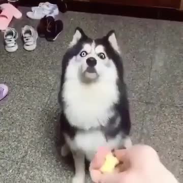 Come on where is the ball