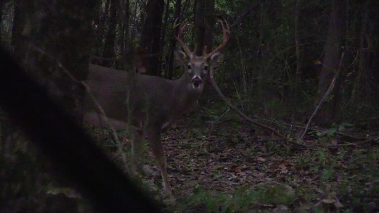 Two Bucks In Bow Range On October 1st Here In Oklahoma