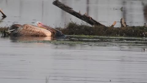 Turtle breaks Pelican's beak