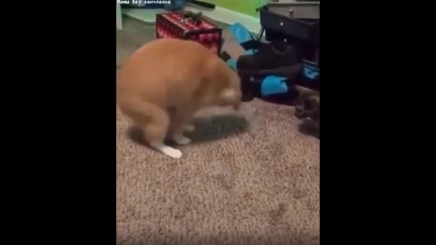 Most Funny Animal Video