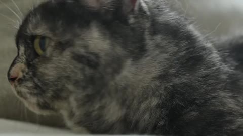 Cat new baaby black 11 secede video