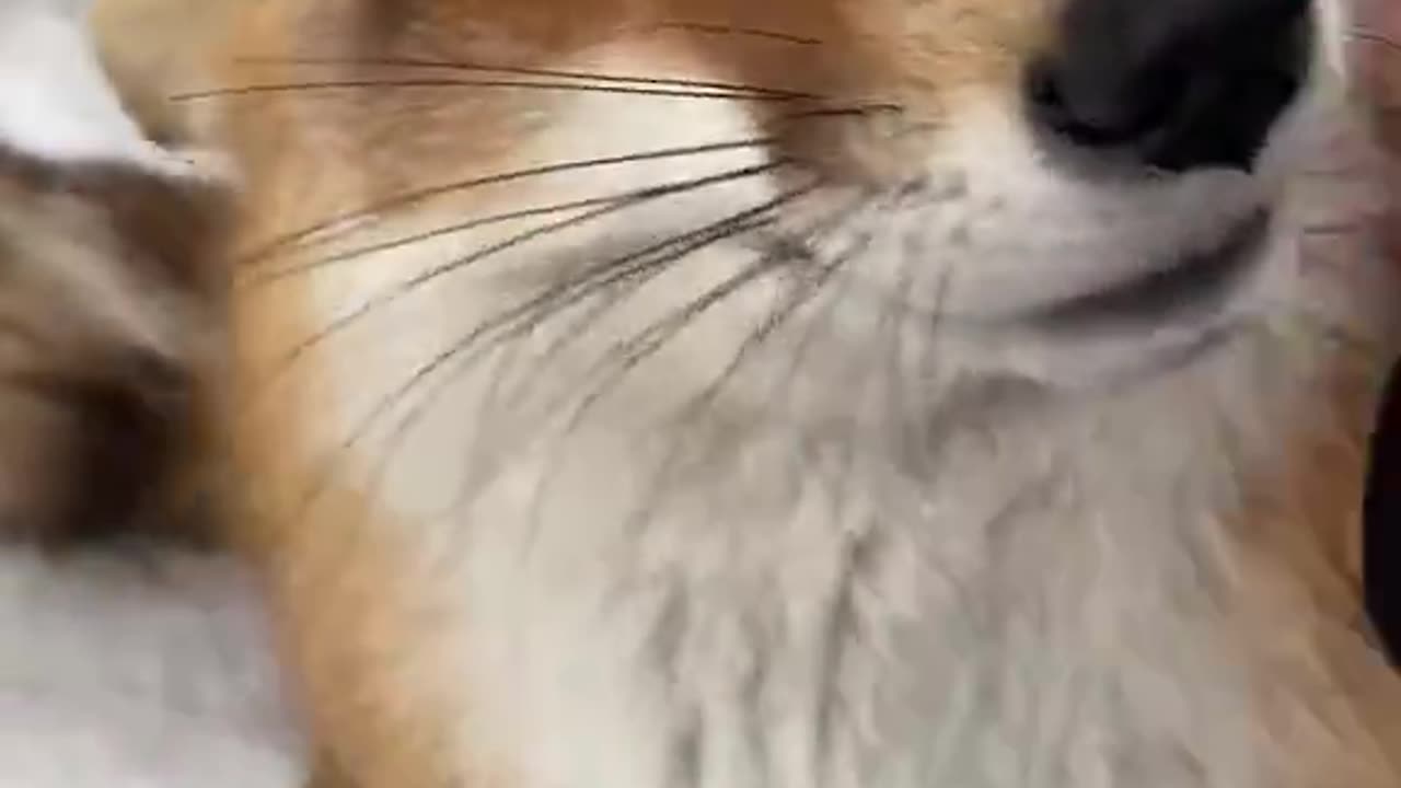 Fox Wants More Love