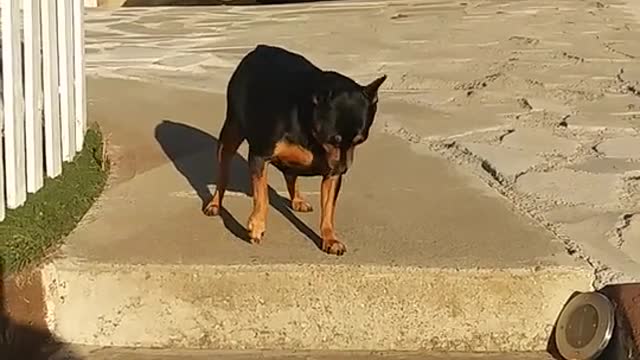 Funny dog | Funny dog life | funny animal 1
