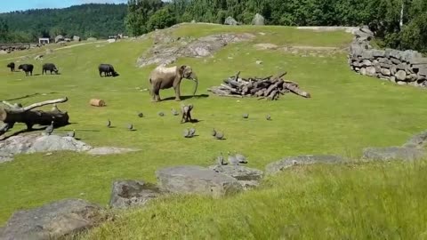 Baby Elephant playing with a flock of ducks