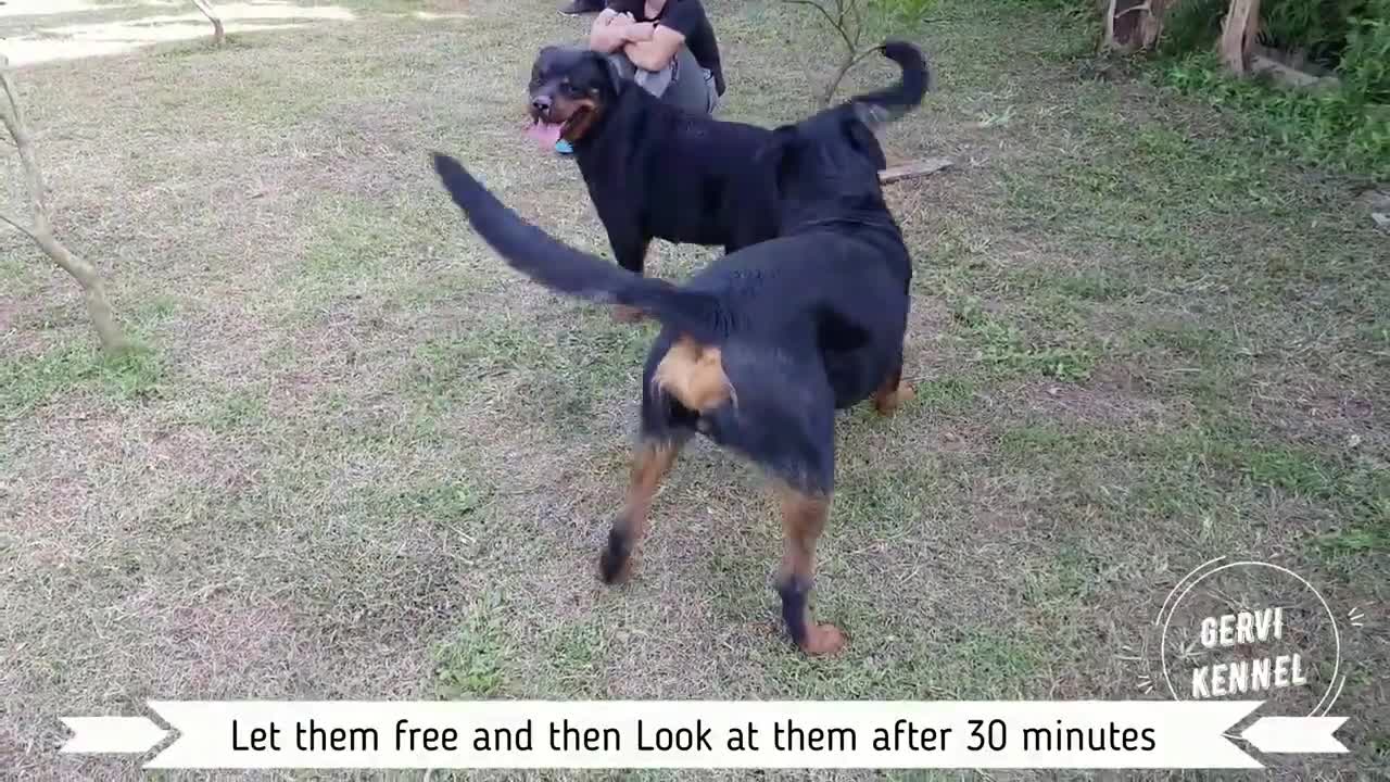 Mating Rottweiler 1st insemination for breeding Full