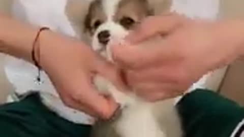 Dancing cute dog