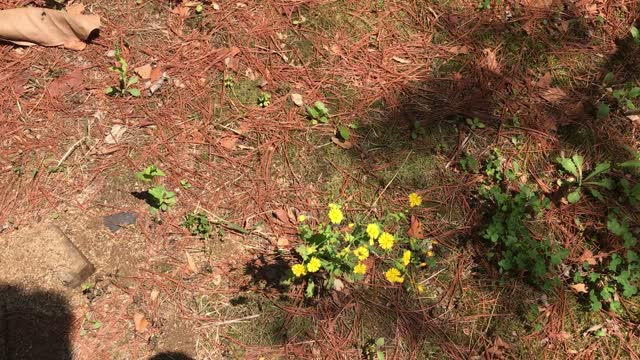 wildflowers