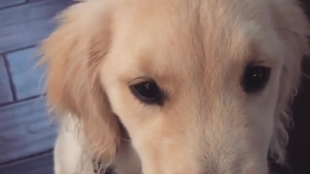 Golden puppy smiles on command