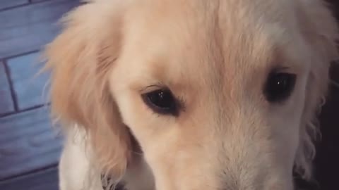 Golden puppy smiles on command