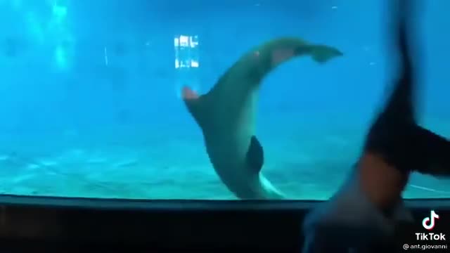 Dolphin Imitates Man’s Cartwheels WHOLESOME + FUNNY