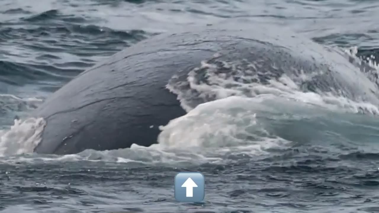 Whales live far away in the sea