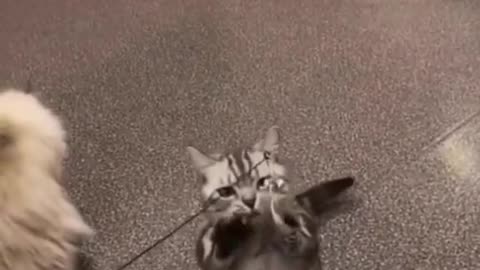 Vety funny cats #funnycats #cutecat #cat #catsoftiktok #funnyanimals #catmeme