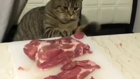 Cats Stealing Meat