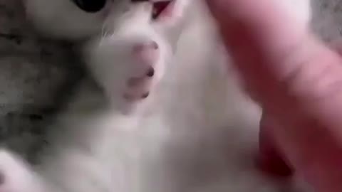 cute cat playing mood!