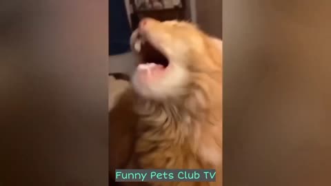 Funny Animal Videos 🤣 Funniest Cats and Dogs Videos 2024 😅