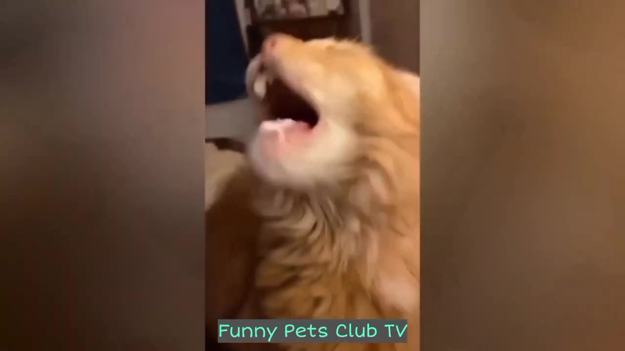 Funny Animal Videos 🤣 Funniest Cats and Dogs Videos 2024 😅