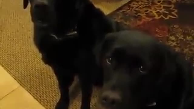 Dogs Being Scolded