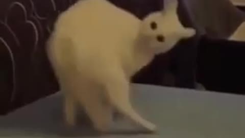 Funny animal