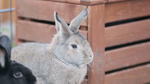 Cute rabbit furry animal videos