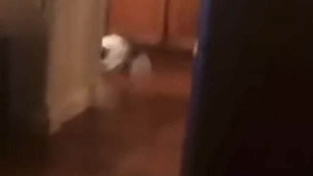 Dog got caught washing dishes