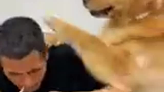 Cute and obedient dog -2021