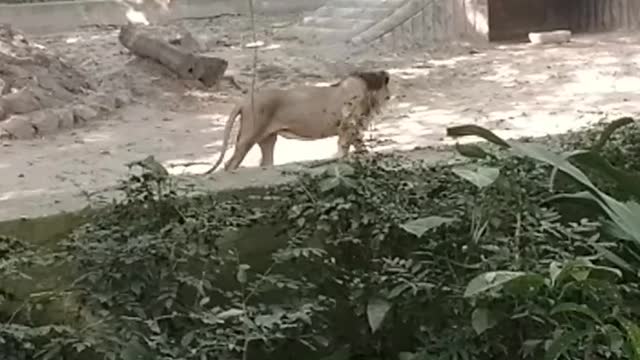 Animal video