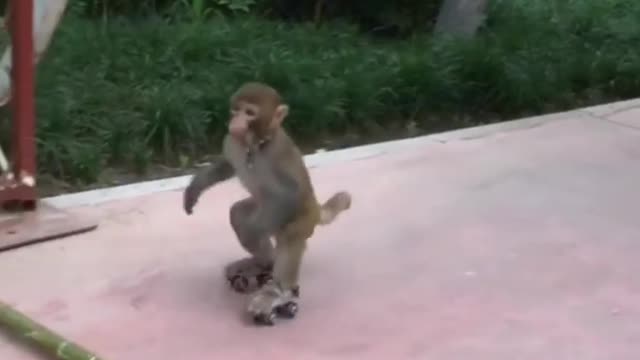 Clever skater monkey