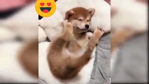 Cute dog funny video