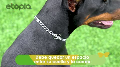 Acostumbra a tu mascota a usar collar y correa