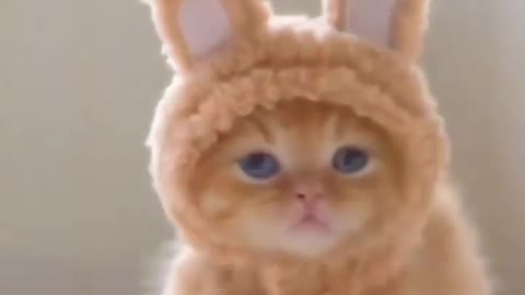 Kitty bunny