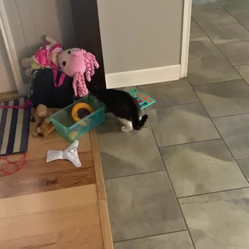 House cat earns her money