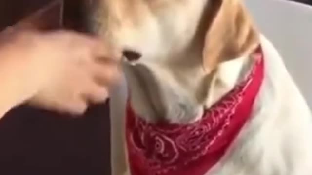 what a dog believe me😳😘❤️