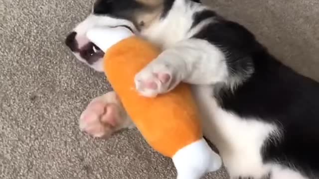 This cute doggy will make your day! πΆβ€οΈ So adorable and cute! π Check it out!