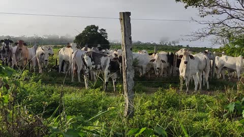 Fazendo Santo Antônio