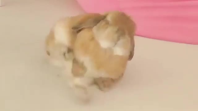 Sleepy rabbit