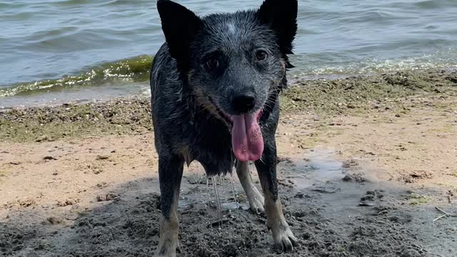 The endless and boundless energy of a Heeler