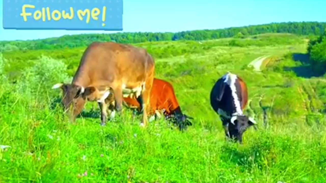 Cute Little Animals|Dogs Cats||Chicken Elephants ||Cow-Tortoise|Animals Sound||