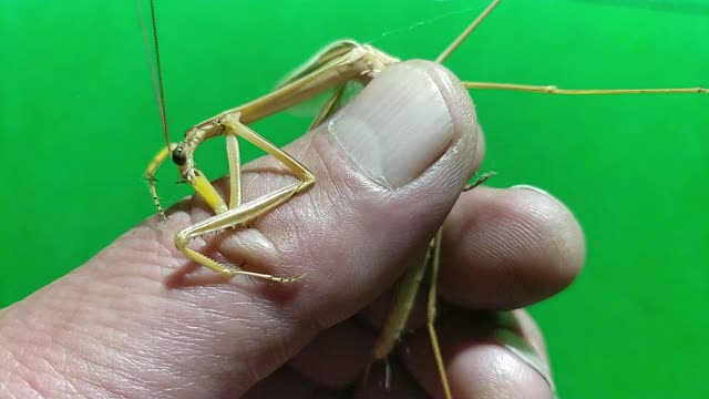 Welcome Guest - Praying Mantis