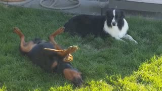 Amadeus practicing his backstroke