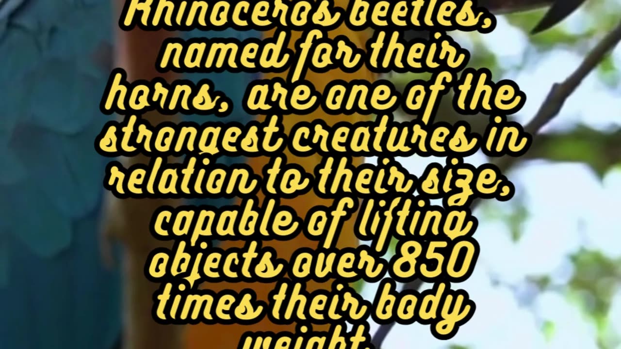 Animal Facts Rhinoceros Beetles #shorts