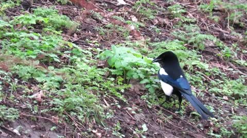 Do You Know About Magpies