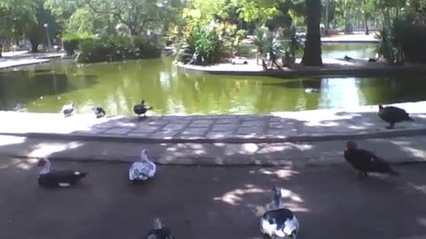 Ducks and swans relax, and enjoy the afternoon by the lake in the park [Nature & Animals]