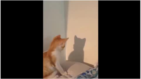 Pranks and animation of cute cats.