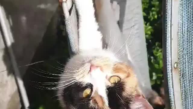 My cute kitten wanting a head rub😻😻😻🥰