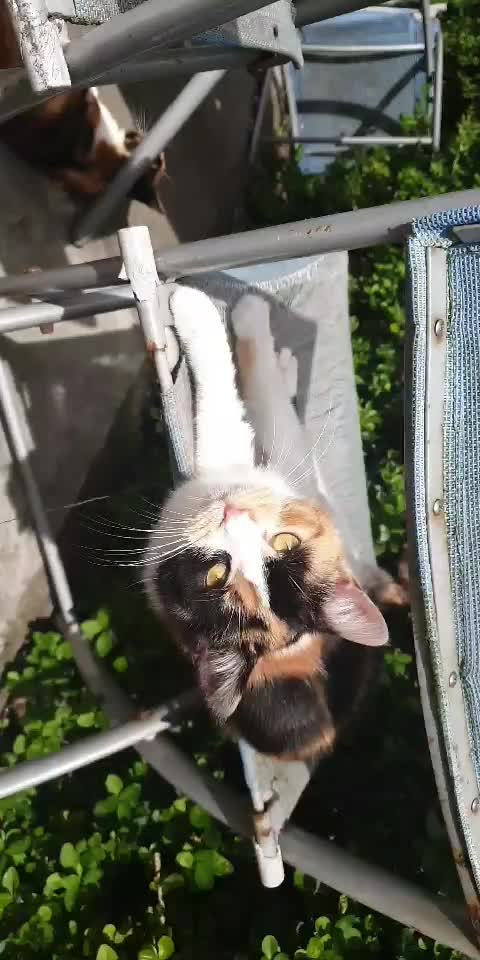 My cute kitten wanting a head rub😻😻😻🥰