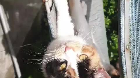 My cute kitten wanting a head rub😻😻😻🥰