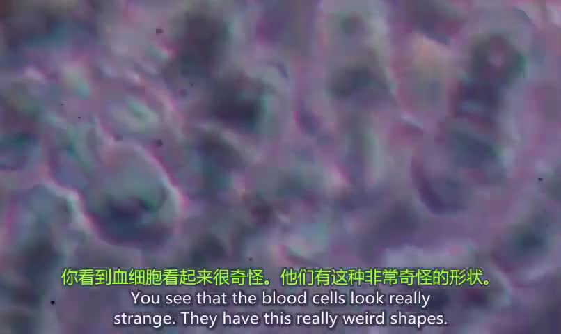 有苗 無苗 血液不同