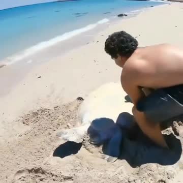 Stranded turtle rescue 🐢🙏