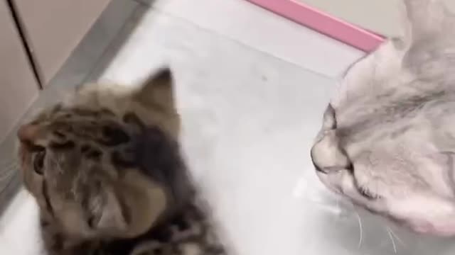 Cute kitten cute