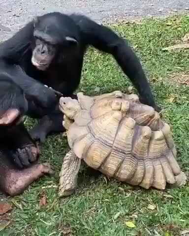 Incrível Macaco alimentando uma Tartaruga